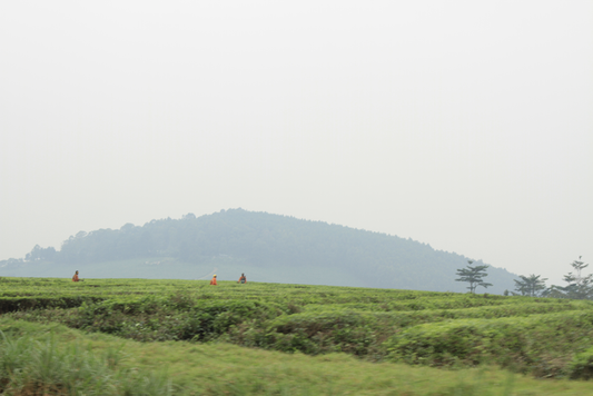 Why We Keep Production in Uganda