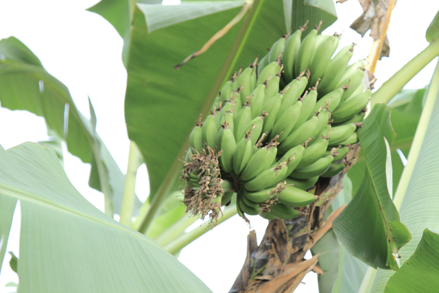 What is Direct Trade?